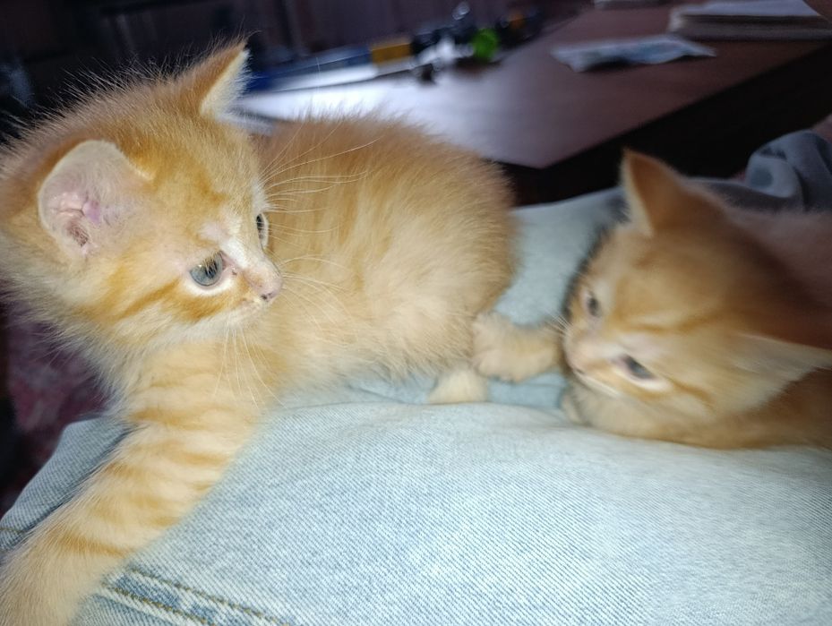 Отдам котят даром