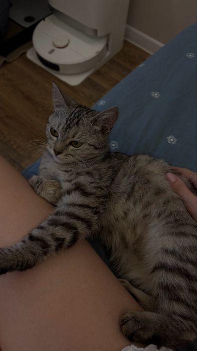 Отдам в добрые руки кошечку
