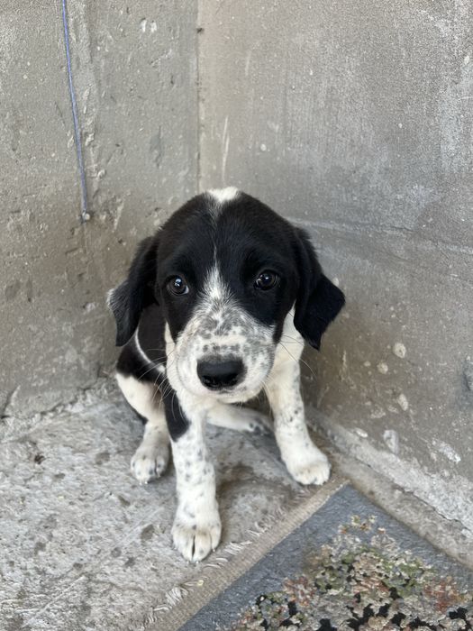 Отдам щенят в добрые руки (3 девочки, 1 мальчик)