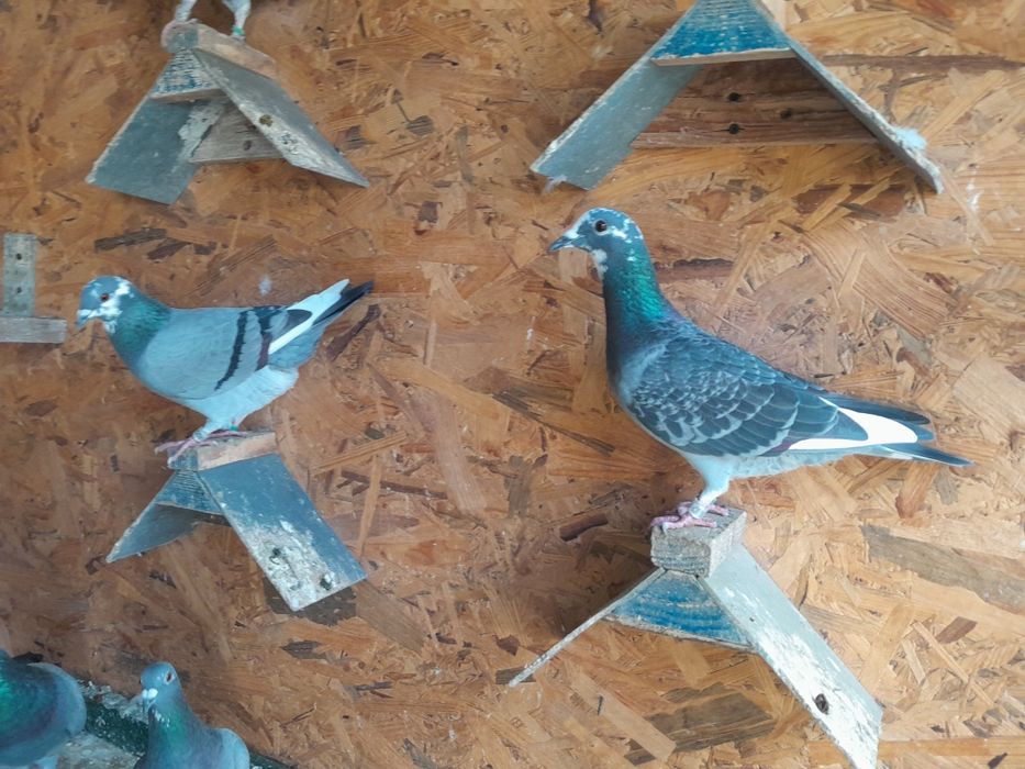 Desființez crescătorie porumbei