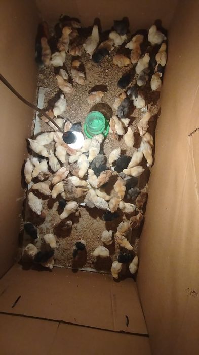 Цыплята,Адлер,Кучинскиие,Джерси,Брам,Полубрам, всё домашнее