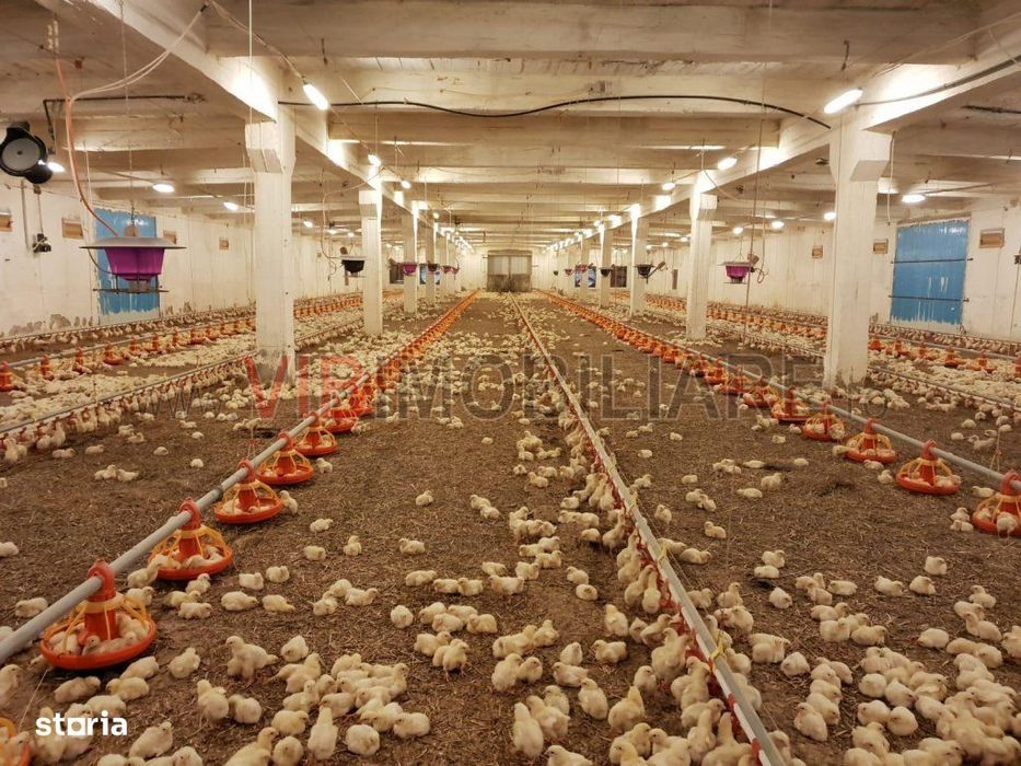 Ferma avicola populata, aparoape de Oradea