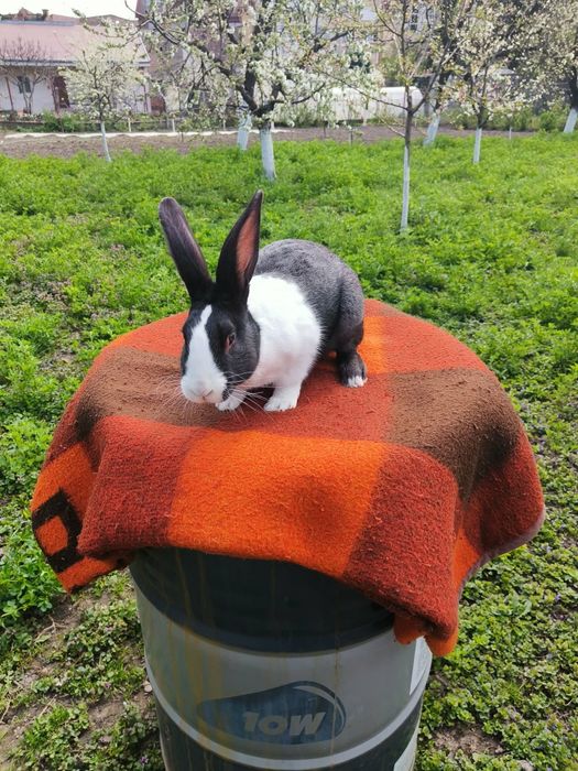 iepuri hycol francez,uriasi german