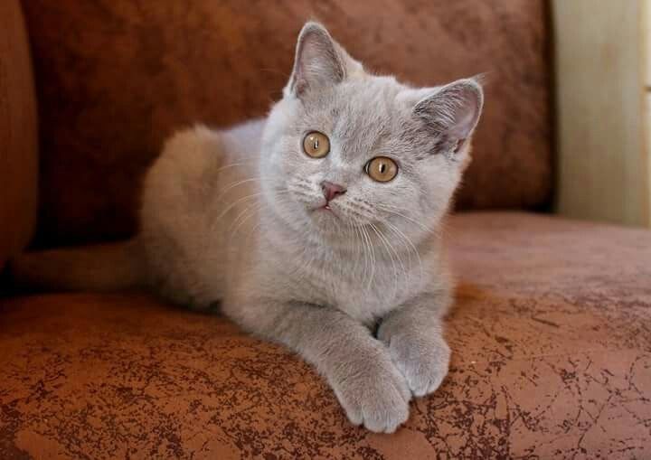 Продам британскую кошку