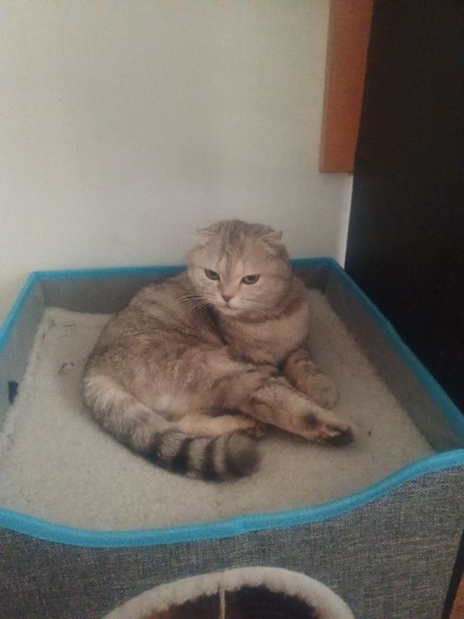 Кошка шотландский веслоухи