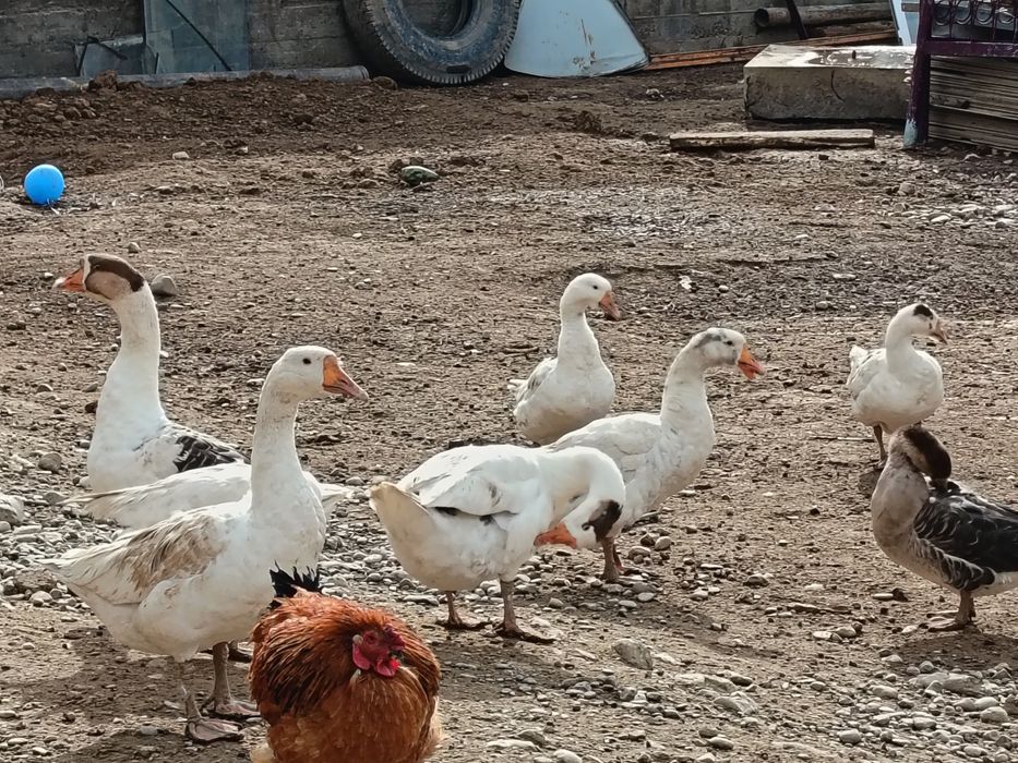 Куры и Гуси оптом