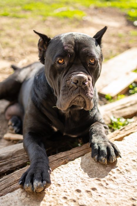 Чистокръвно канекорсо