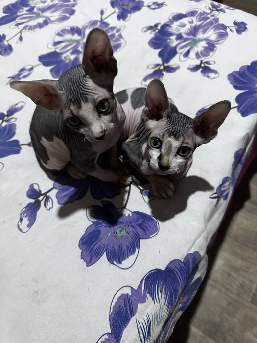 Продаются котята сфинксы