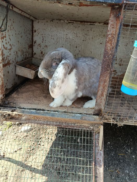 Крольчиха парода баран с детишками