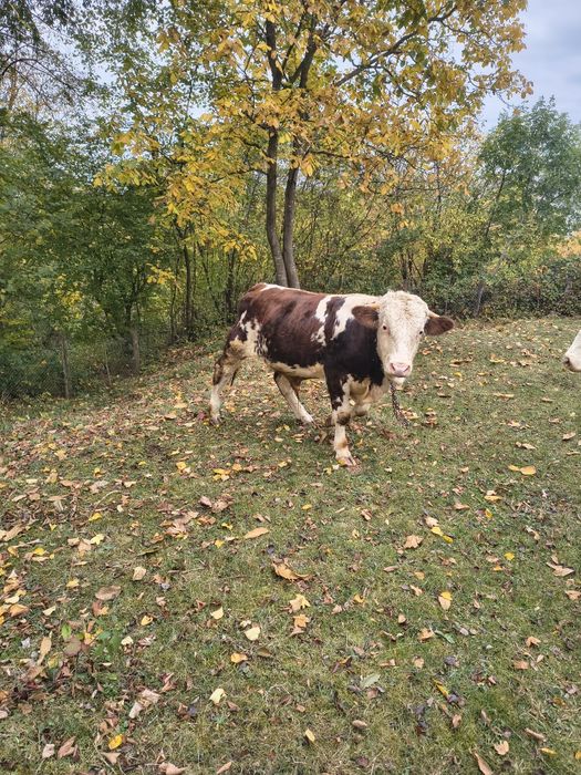 Vițel de vanzare