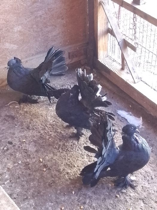 Porumbei voltați indieni