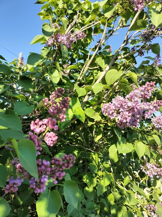 Продам рассаду сирени