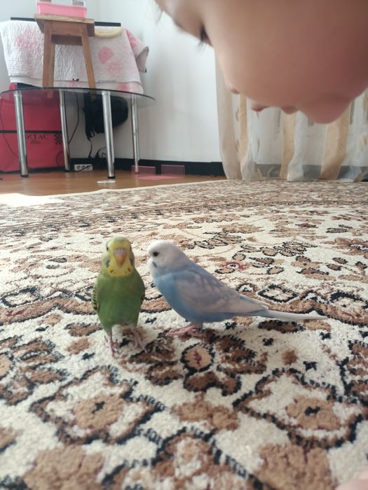 Продаю попугаев,с клеткой