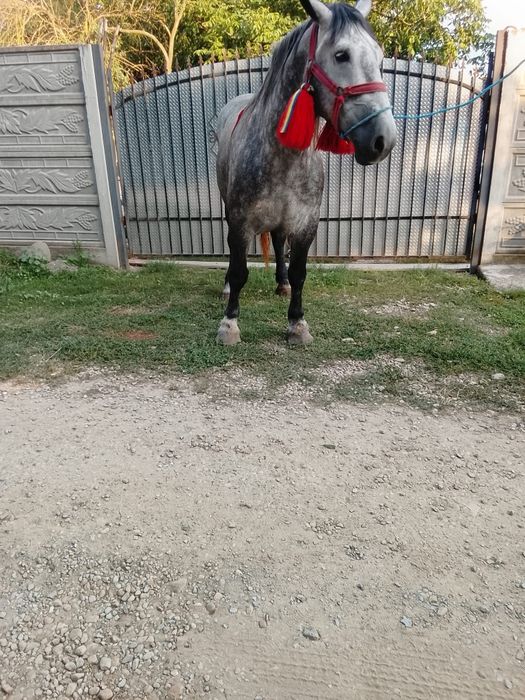 Iapa de vanzare de 5 ani