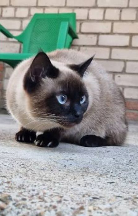 Тайская кошка 4месец