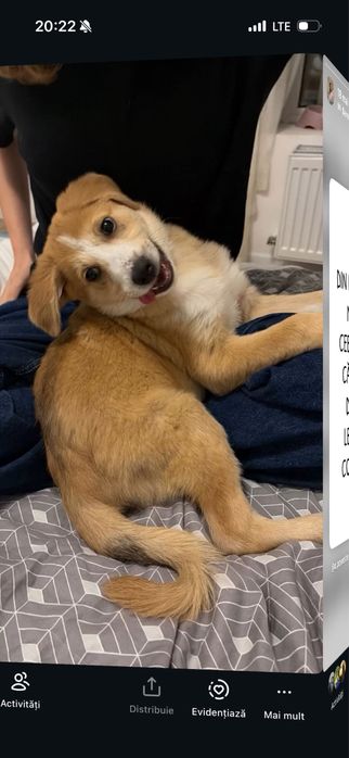 Caine  de adoptie