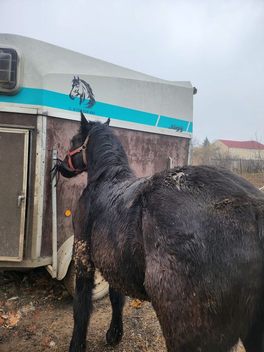 Vand manza neagra belgiana