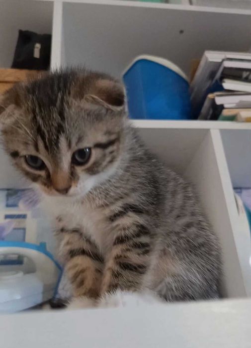 Котята Скотиш Фолд
