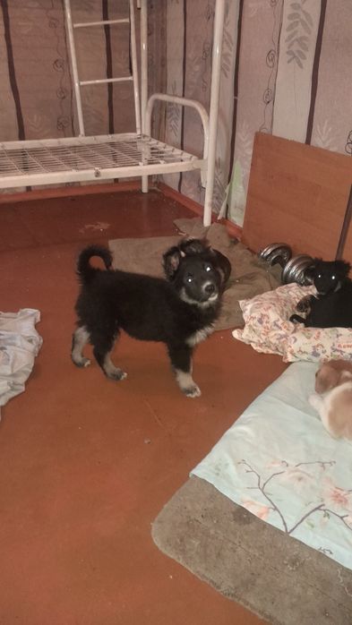 Дарю щенка!         .