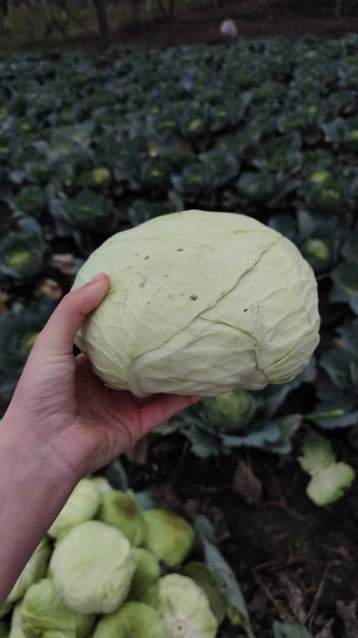 Varză de vânzare. 1 leu kg
