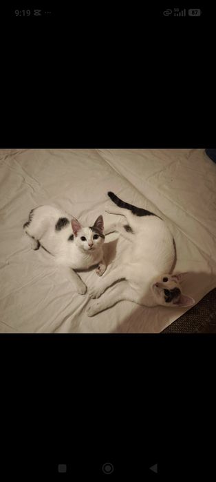 Отдам котят бесплатно