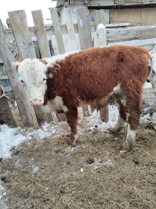 Продам подсосных Бычков