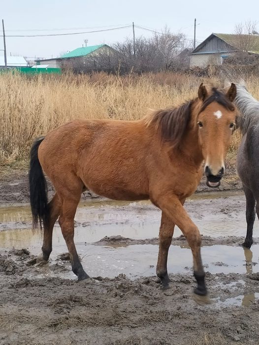 Продам лошадь. Есть торг