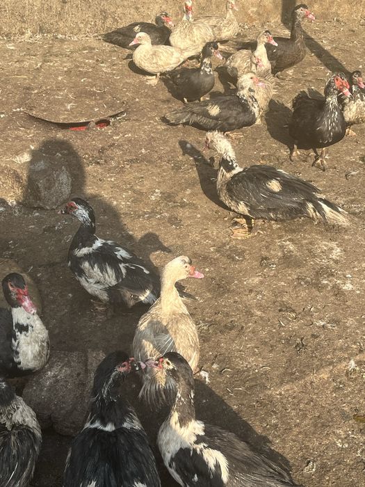 Индаутка еті бар