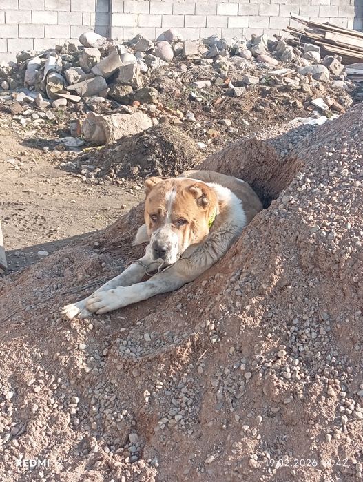 Алабай продам.50 тыс ТГ.