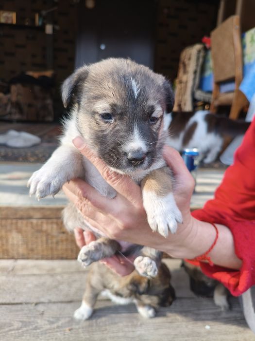Отдам щенков в добрые руки!!!