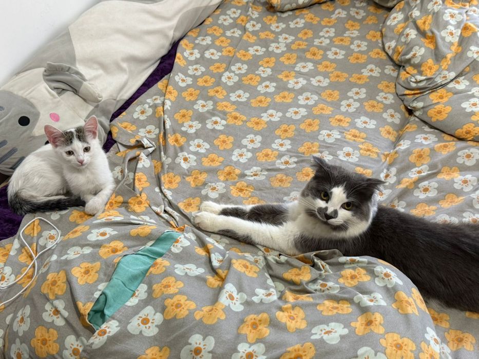 Бесплатная кошка