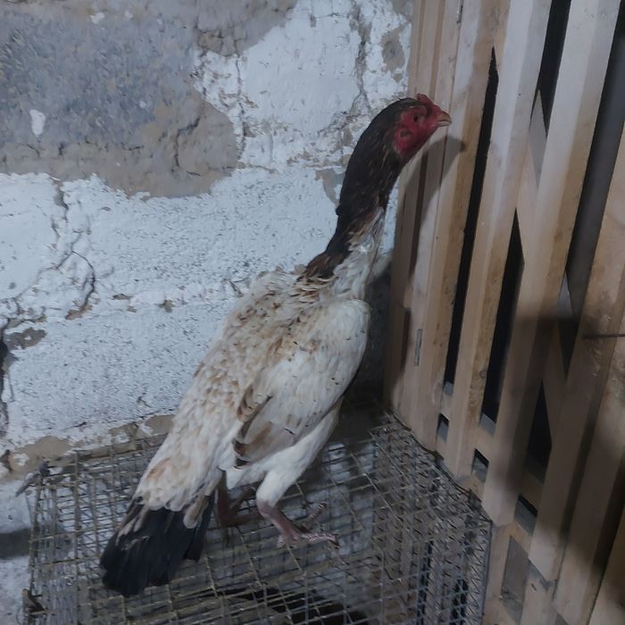 Шамо микс Корейц 2год беланошка