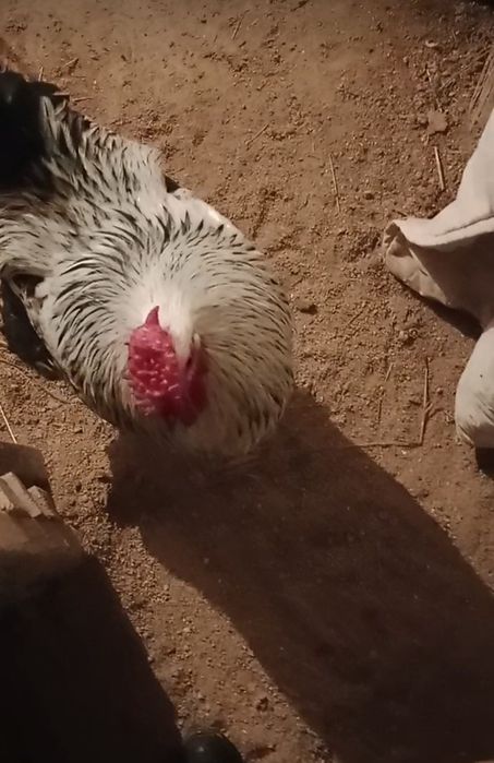 Қораз сатылады жас қораз