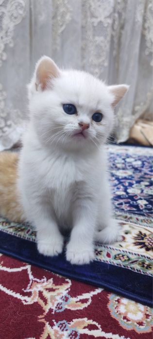 100 Тоза шиншила 40 кунлик