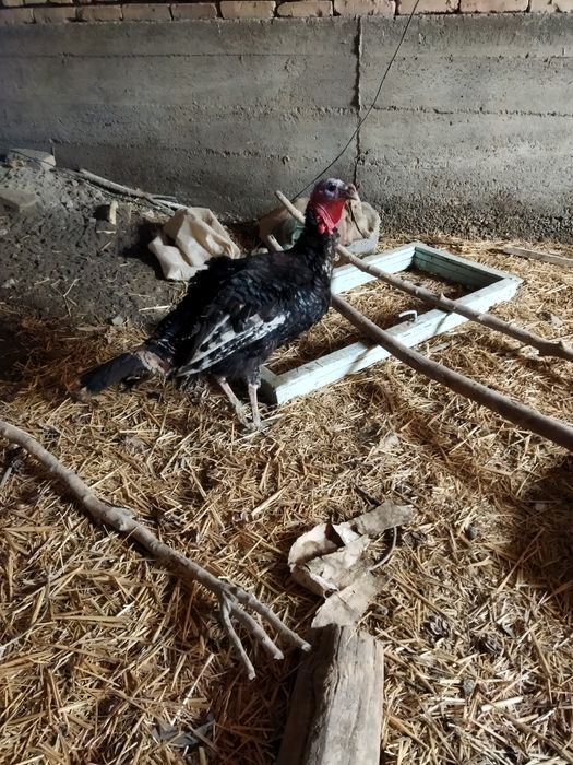 10товук 2 хуроз 2 та курка хуроз