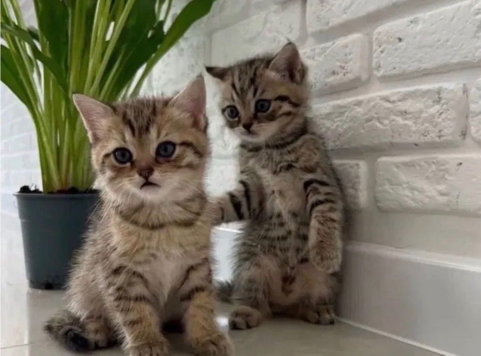Висло-Прямоушки Котята!