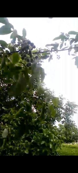 Karlik oq magʻiz yongʻoq