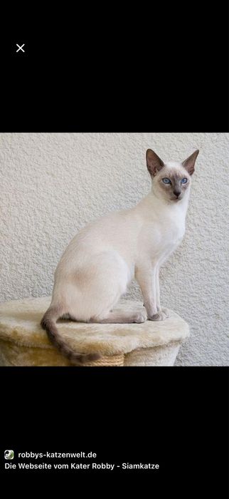Продаю котенка Рэгдолд блю-поинт окрас, 5 месяцев