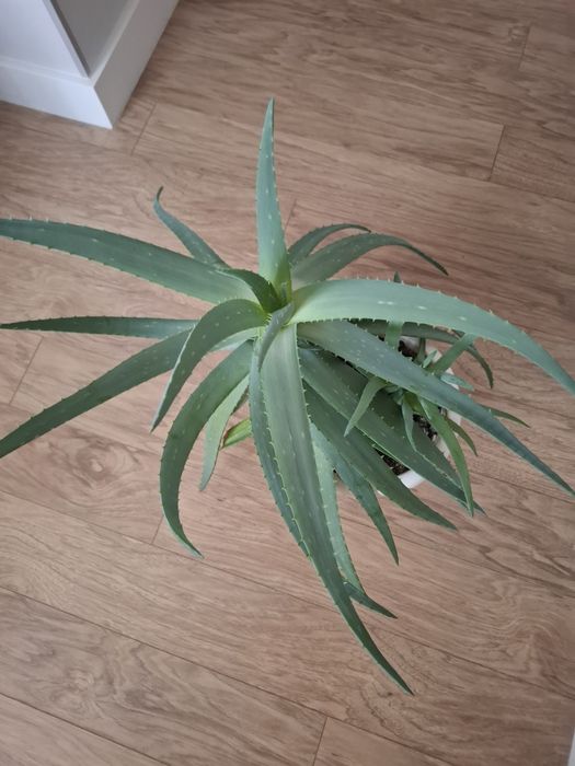 Комнатные растения-алое вера