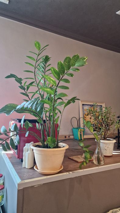 Продаю цветы различные