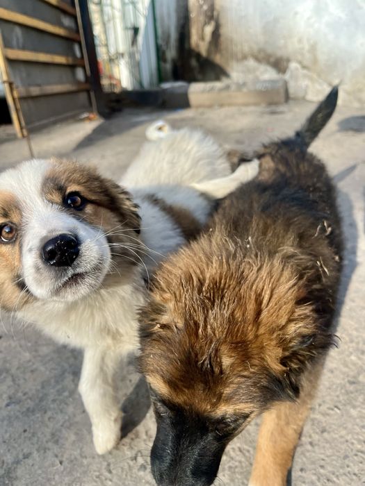 Милые и добрые щеночки