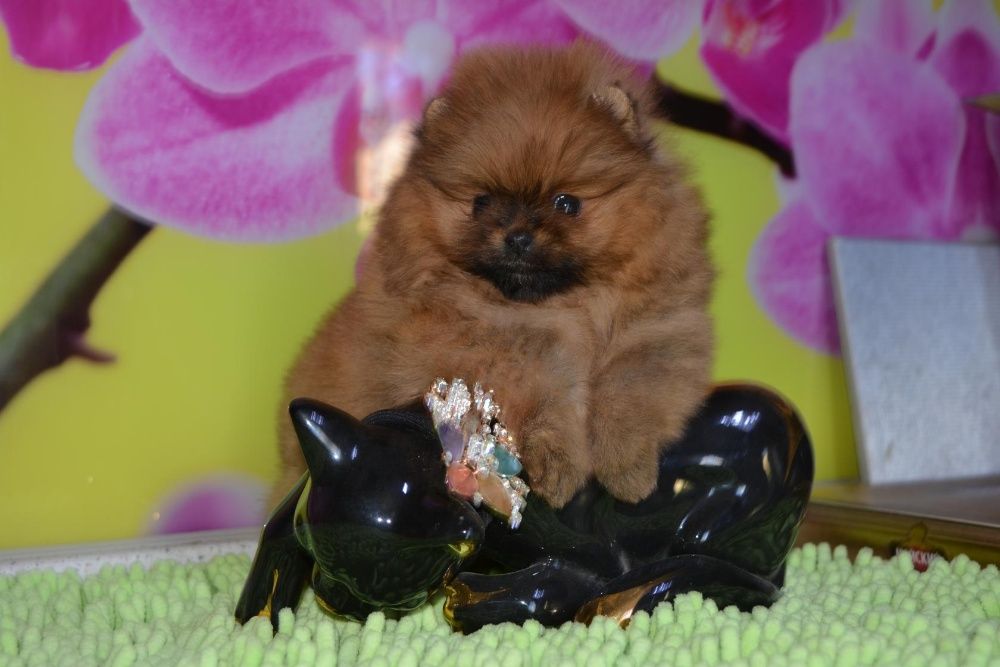 шпицы разных окрасов