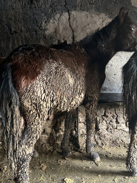 Бордакы тайлар