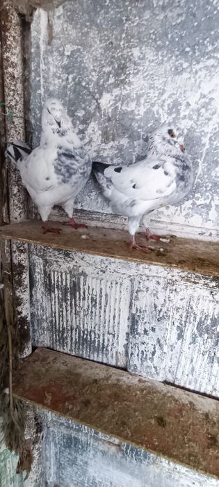 Porumbei kingi scurți