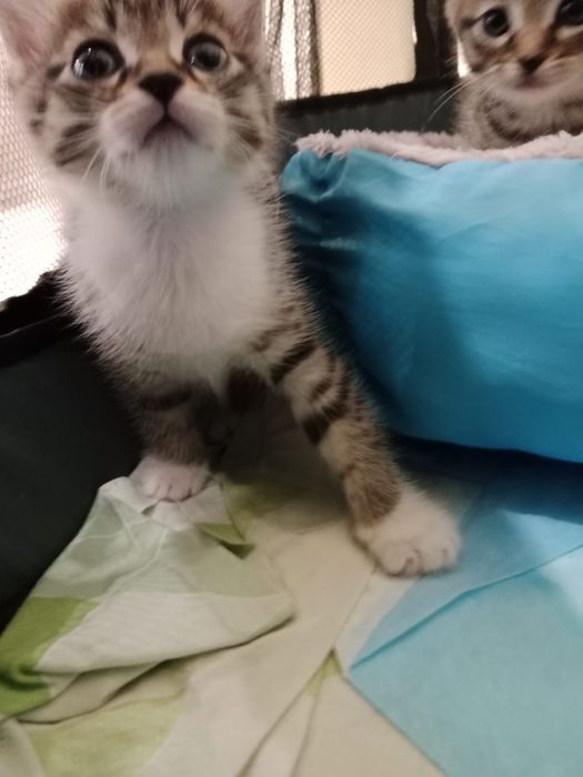 Отдам котят в добрые руки
