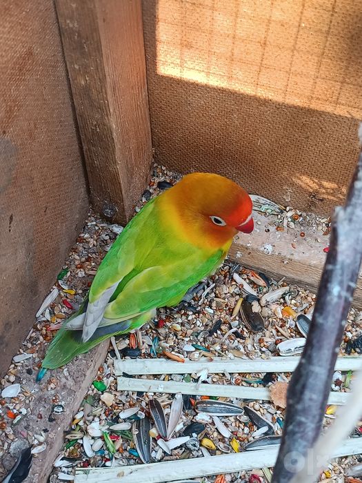 Toti sotiladi totiqush