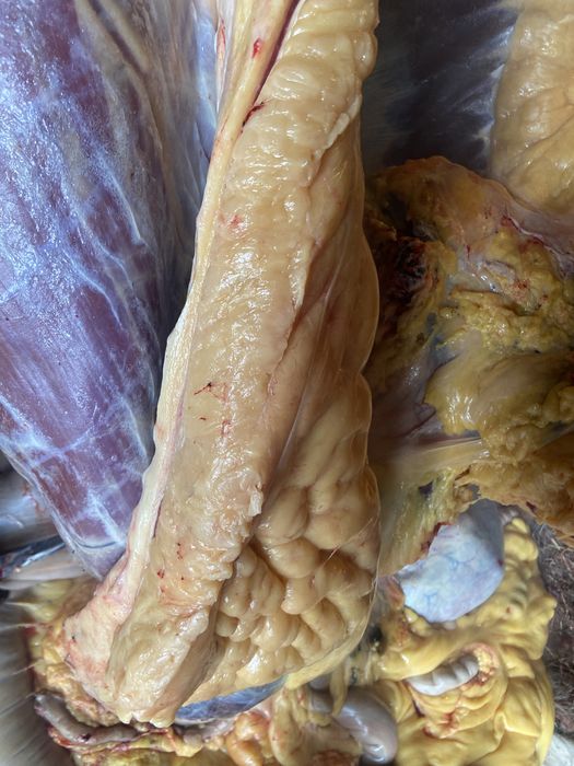 Жылкы етиза согым