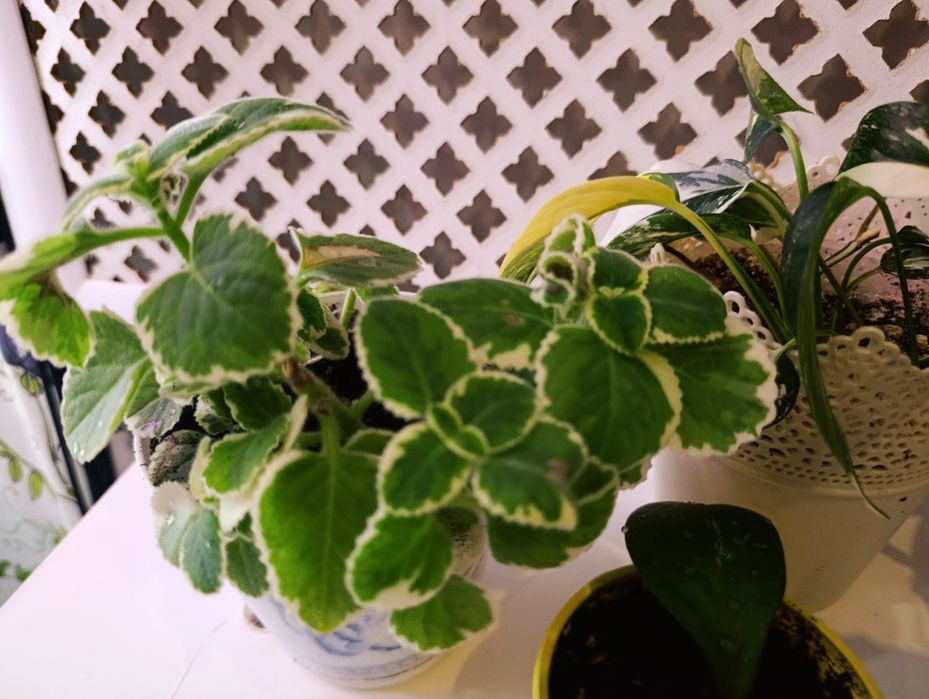 Цветы вариегатные