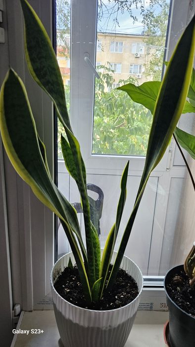 Камнатные растения