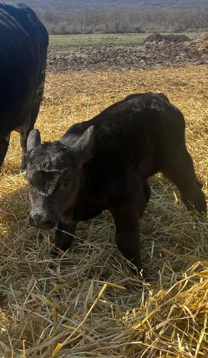 Angus Vitei de lapte sugari